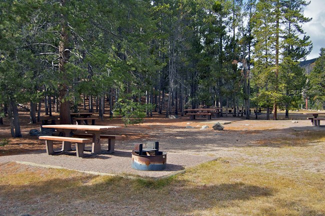 One of the several picnic tables at Sprague lake Picnic Area, with a fire grate next to it and pine trees in the background