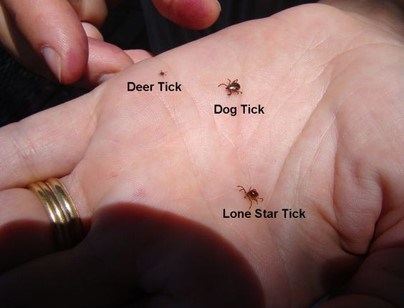 Different species of ticks are pictured in a person's hand, they are varying sizes