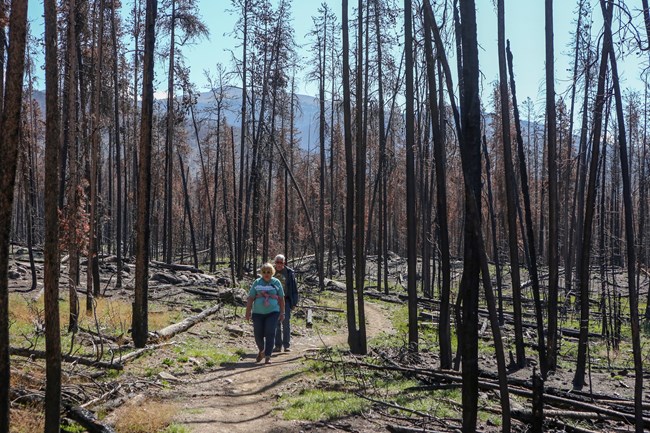 Two people are hiking on a trail after the East Troublesome Fire. The trail is lined with trees that have recently been burned in a wildlife.
