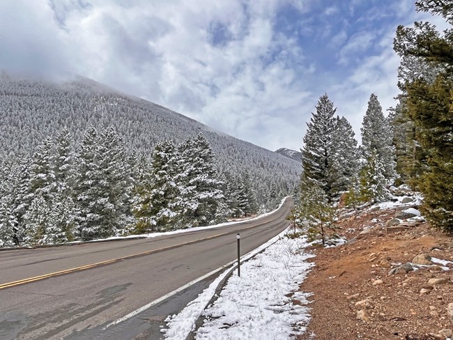Trail Ridge Road with snow on the tops of near by pine trees and lining the road.