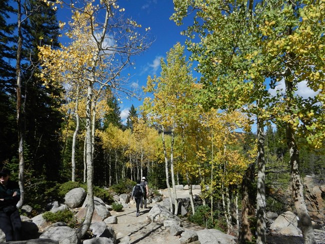 Trail near Alberta Falls in October