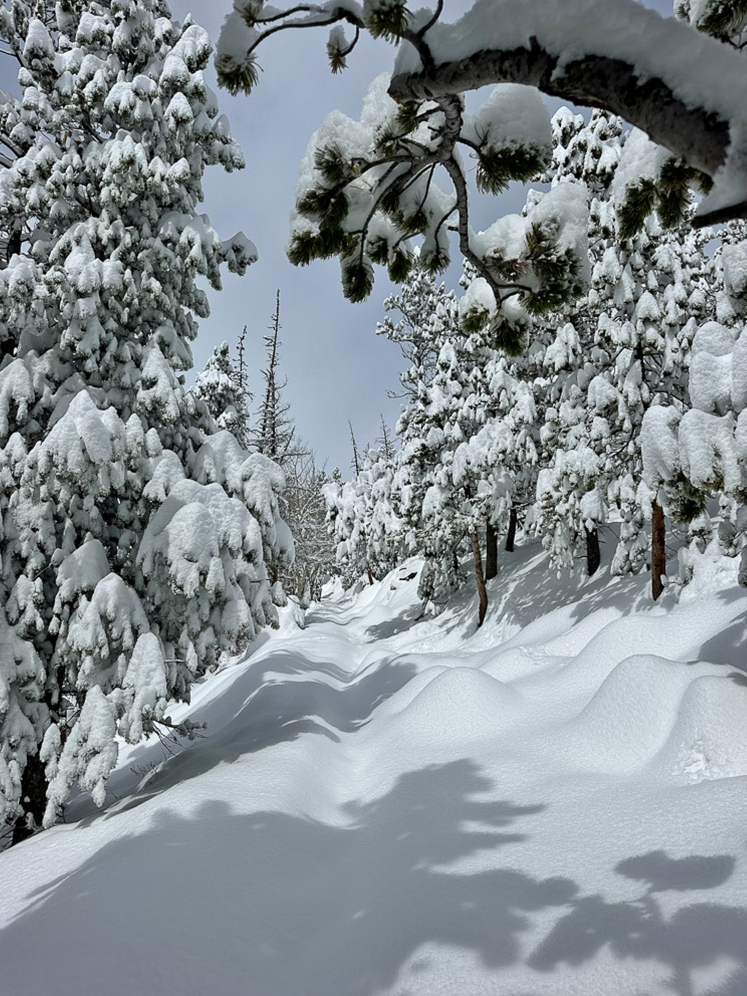 A fresh layer of deep snow is on the trail between Bear Lake and Nymph Lake