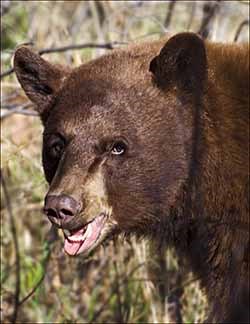 bear credit NPS photo by Ann Schonlau