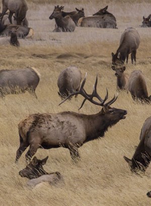 Bugling bull elk with a group of female elk.