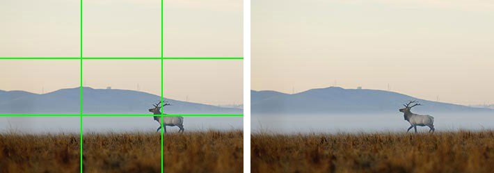 A photo of an elk is overlayed with a green grid showing the elk's location in the lower third of the photo