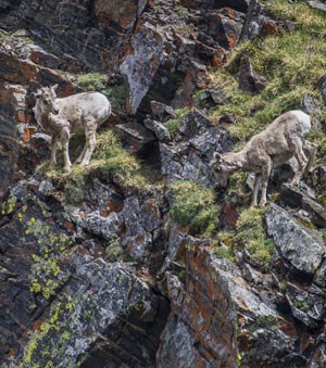 Bighorn sheep lambs maneuver the steep rocky terrain of the park.