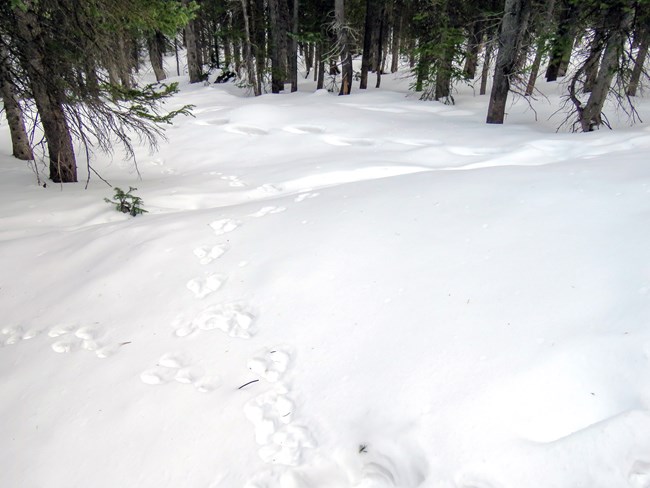 Snowshoe hare tracks in the snow