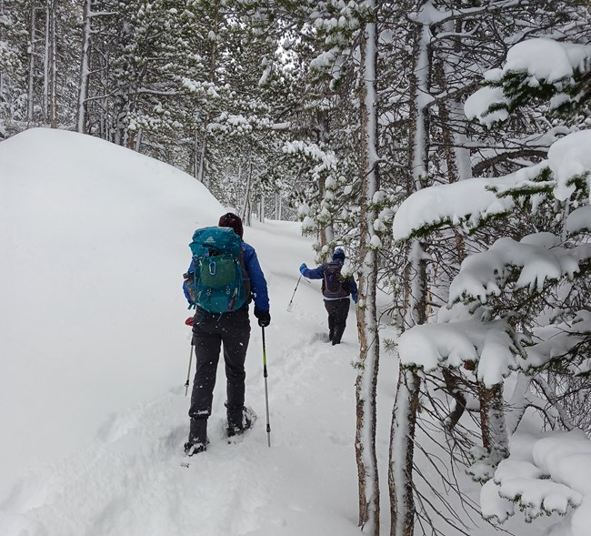 snowshoers in snowy woods