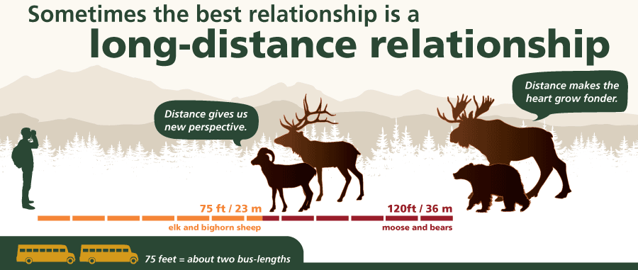 A graphic showing safe viewing distances for elk and sheep (75 feet) and moose and bears (120 feet).