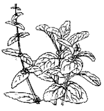 lt= Horehound