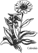 lt= calendula