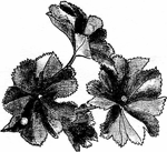 lt= ladysmantle