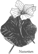 lt= nasturtium