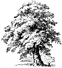 oak tree