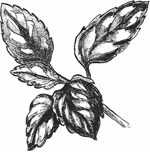 lt= spearmint