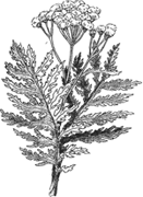 lt= tansy