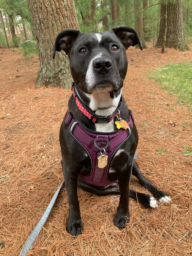 B.A.R.K. Ranger Sadie, a black and white dog sits in a grove of trees. The dog is wearing a purple harness with B.A.R.K. Ranger badge affixed