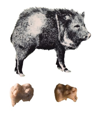 Peccary teeth