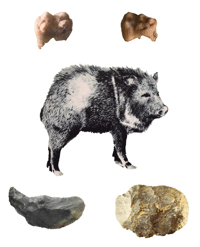 Peccary teeth and illustration on top and flint scrappers on bottom