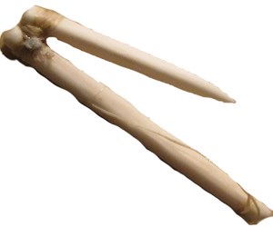 Archaic period bone fishing hook.