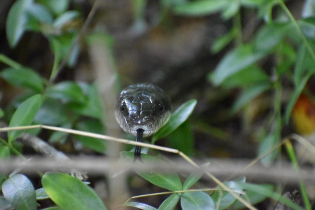 Black rat snake with tongue out