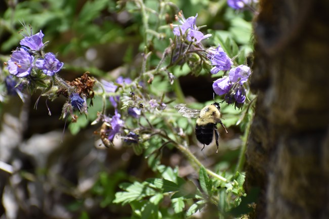 Flying bumble bee