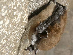 Little brown bat with white-nose syndrome, New York