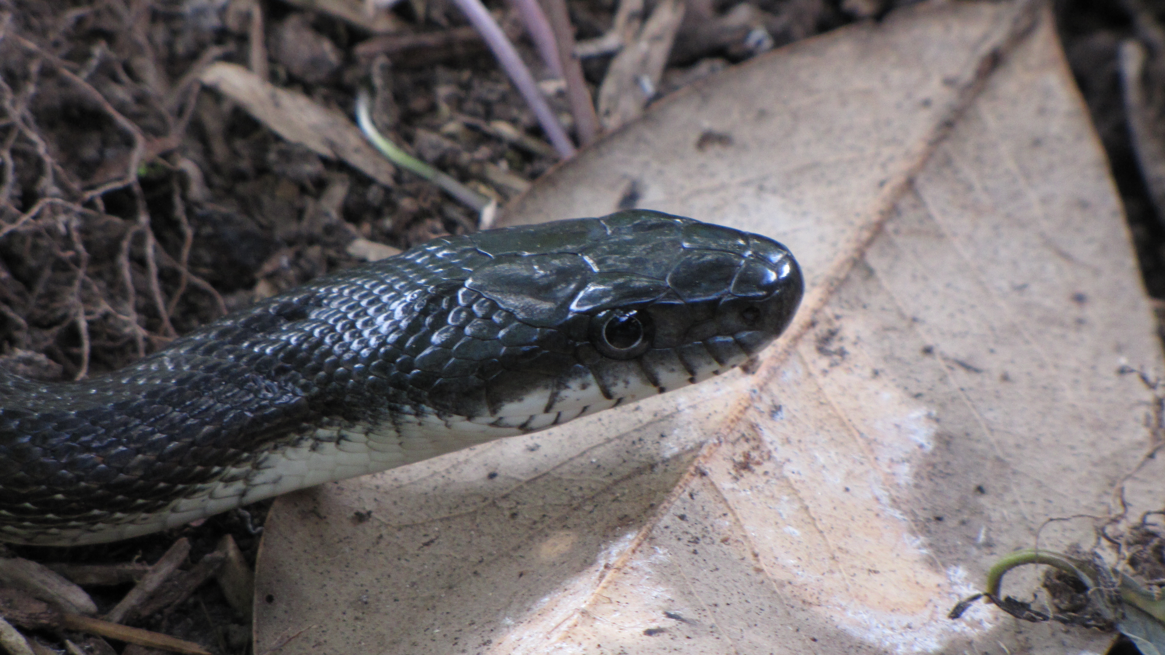 Black Rat Snake