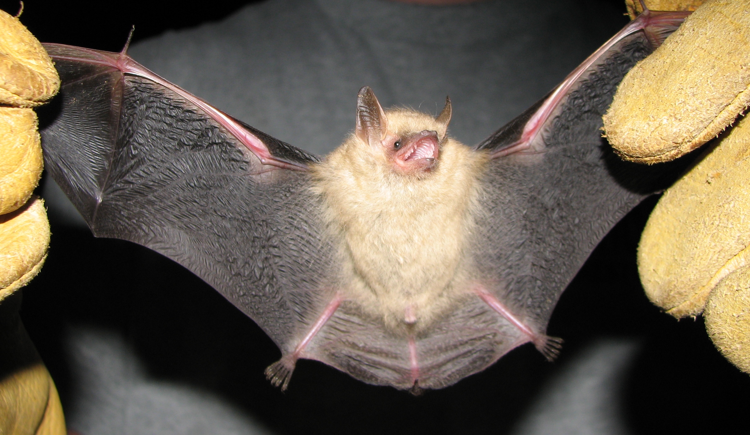 Tricolored Bat