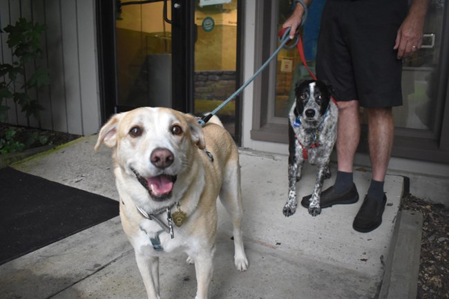 Two dogs stand, leashed by their owner outside the visitor center