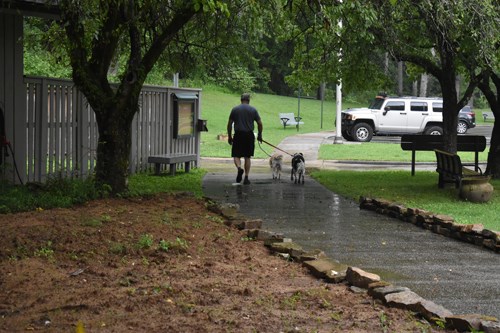 Two dogs are walked down a sidewalk with their owner.