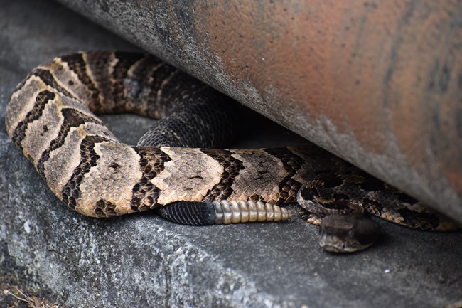 Timber Rattlesnake