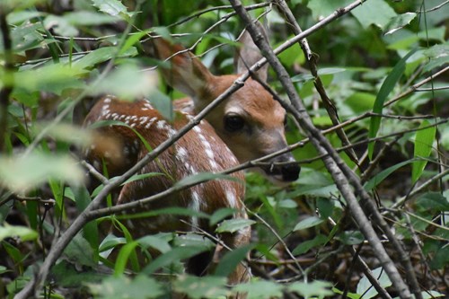 Fawn with spots