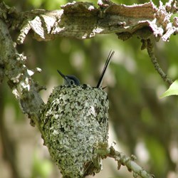Gnatcatcher Gnatcatcher