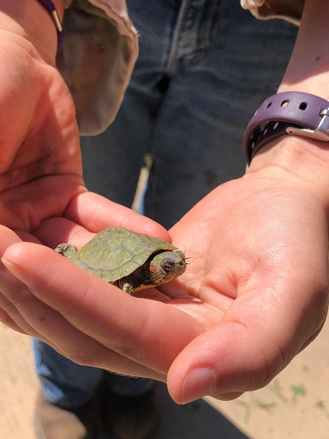 Baby turtle in someone's hands.