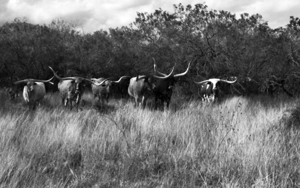 Longhorn Cattle in Field