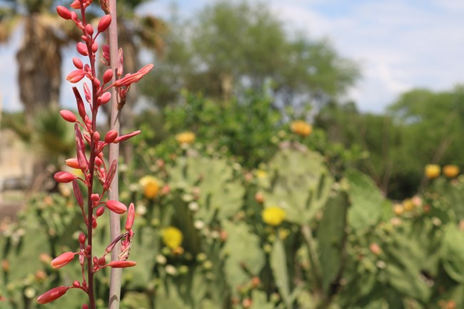 Red Yucca buds with a blooming prickly pear in the background.
