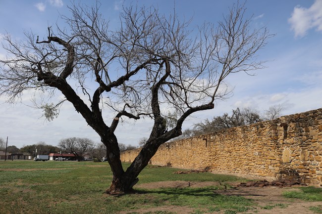 In the foreground, a mesquite tree with two trunks and no leaves and in the background the stone mission wall.