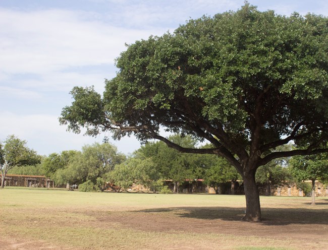 Tree at San Jose