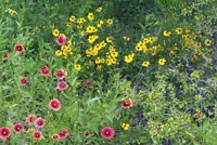 Native Texas wildflowers at Rancho de las Cabras