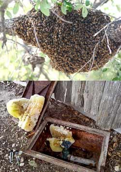 Images of a bee swarm and remnant of a hive Images of a bee swarm and remnant of a hive