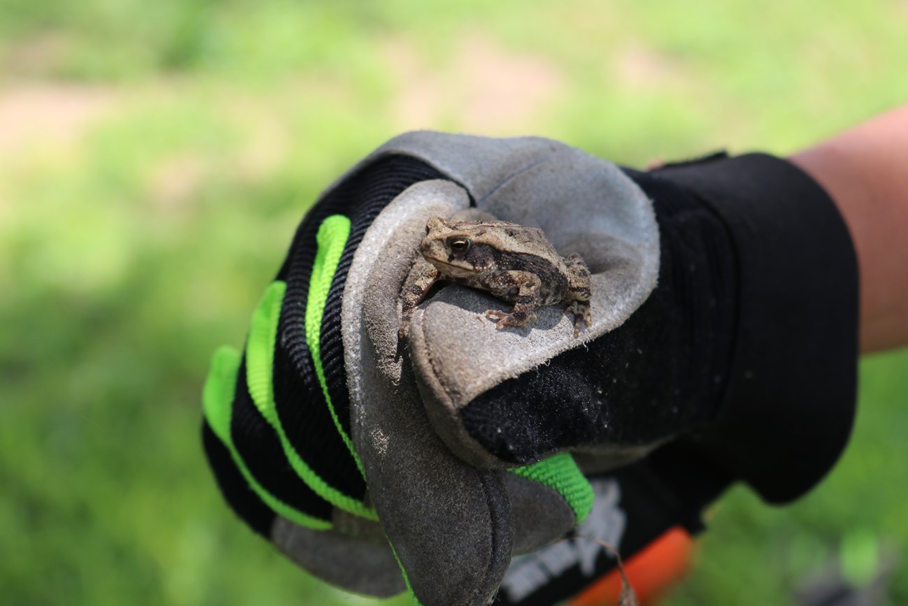 Small grey and brown frog sitting in a gloved hand