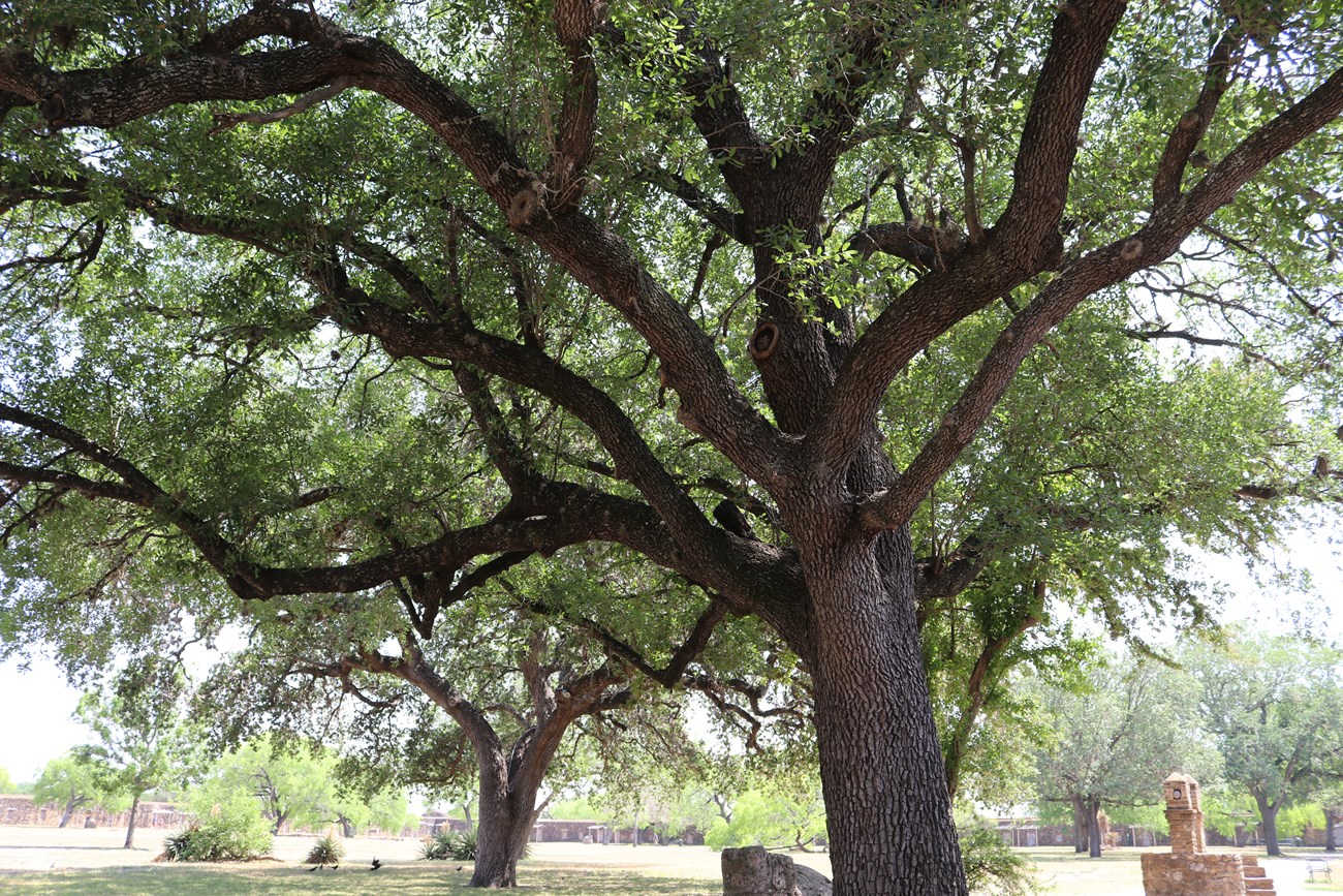 View of tree canopy from below, looking up. Bright green leaves and dark brown branches.