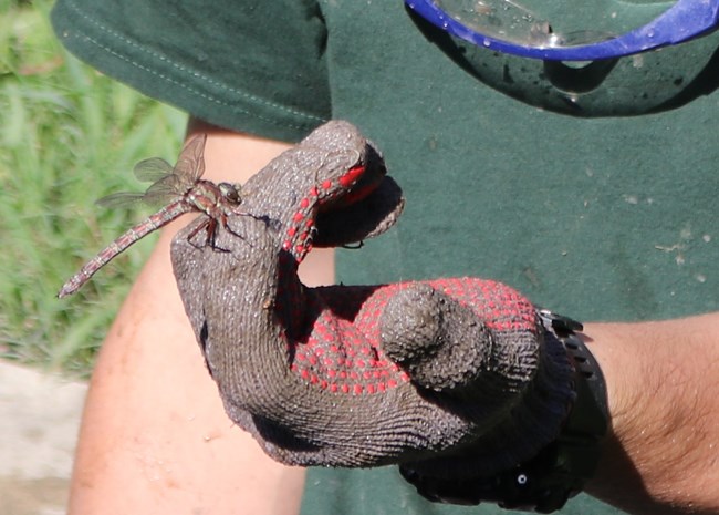 Large dragonfly sits on a gloved hand. Close-up.