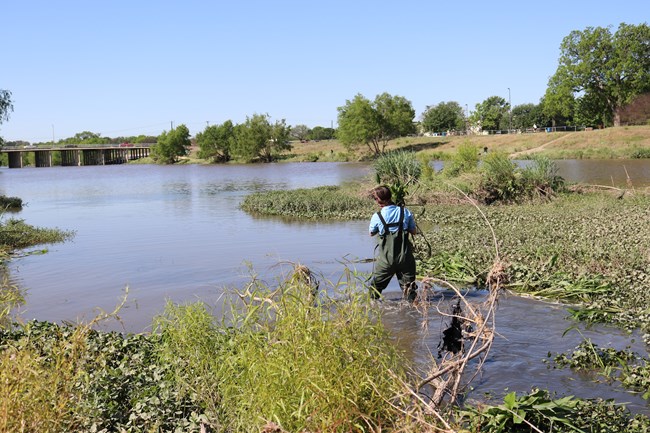 View of San Antonio River with a man wading through water in the foreground and the Military Drive bridge in the background.