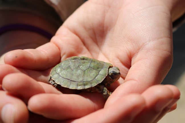 Baby red-eared slider turtle sits in the palm of a hand. Close-up.