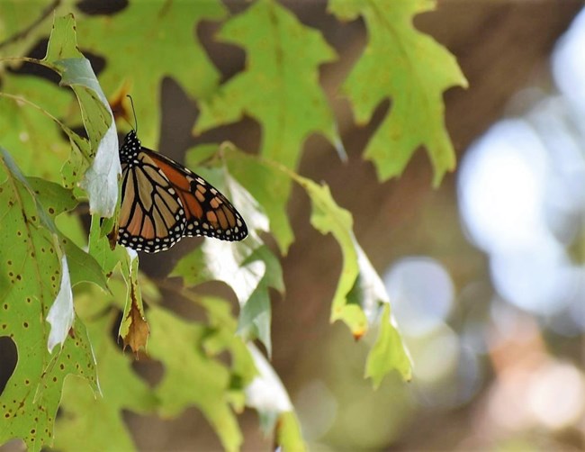 Monarch on Oak leaf