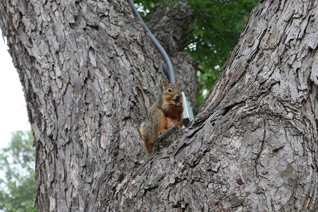 Squirrel in Tree