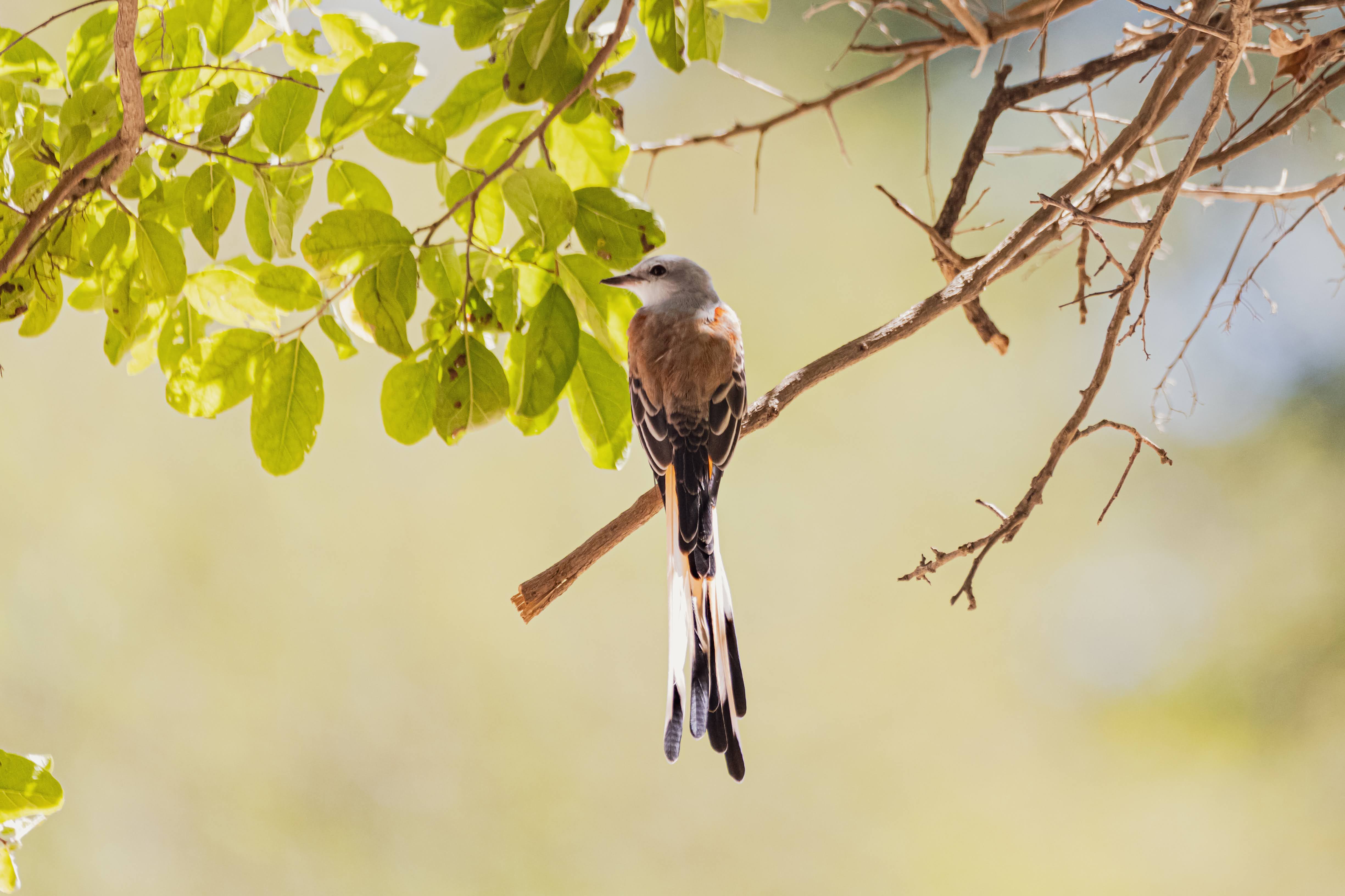 Scissor-tailed flycatcher