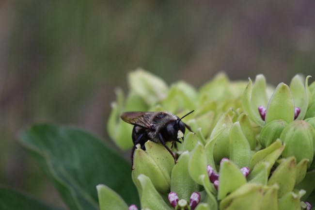 Bumblebee sits on a milkweed flower.